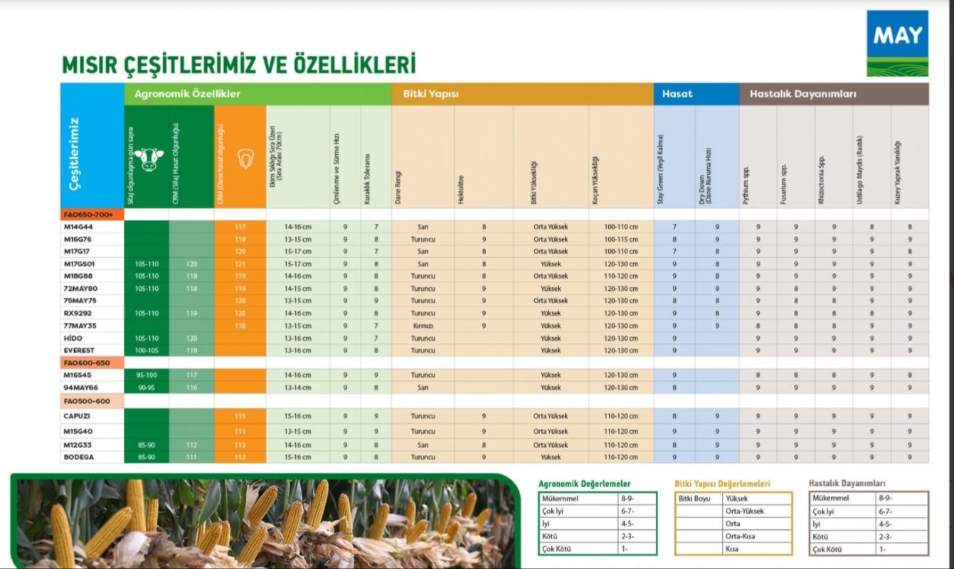 MAY BODEGA HİBRİT SILAJLIK MISIR TOHUMU