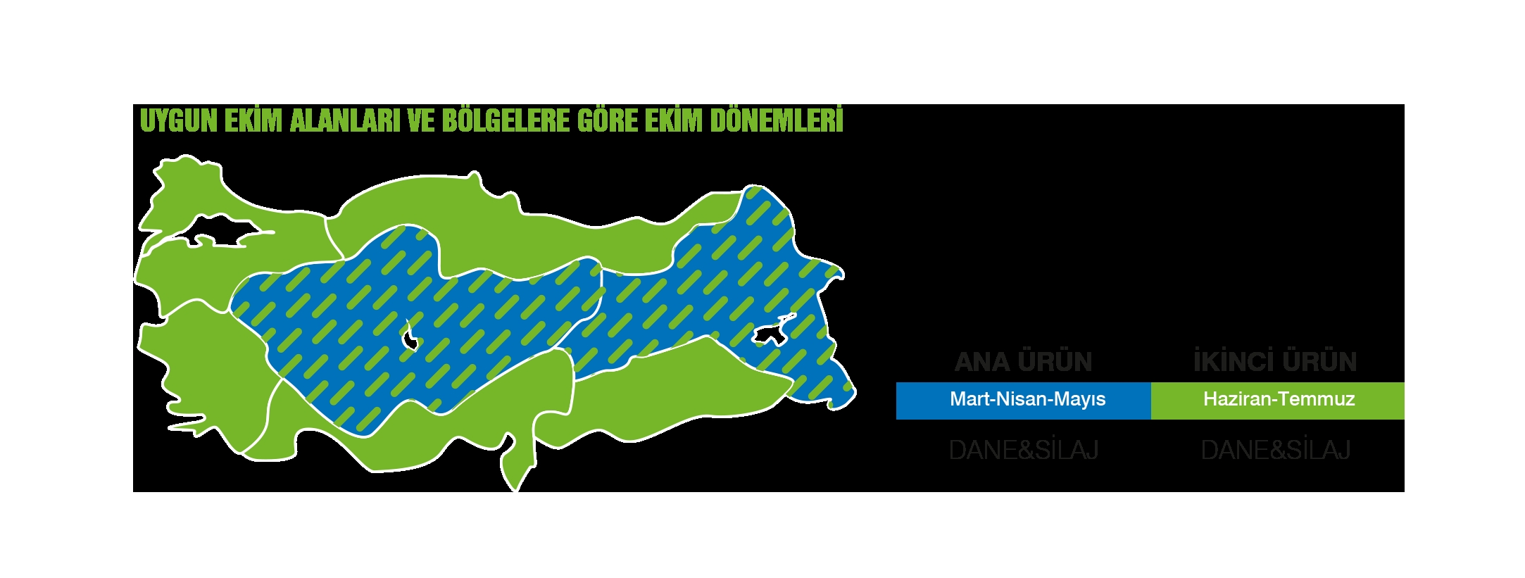 MAY BODEGA HİBRİT SILAJLIK MISIR TOHUMU