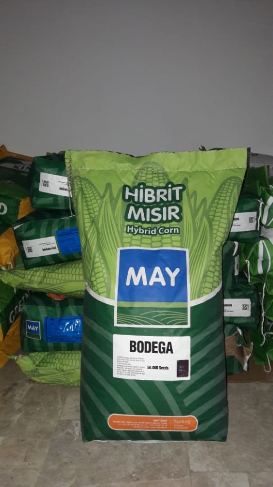 MAY BODEGA HİBRİT SILAJLIK MISIR TOHUMU