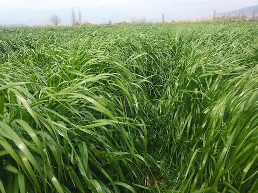 Cebios Italian Ryegrass Tohumu 25 kg