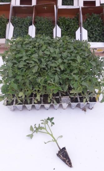 ALVİN F1 İRİ SIRIK SALKIM DOMATES FİDESİ UYGUN FİYATA