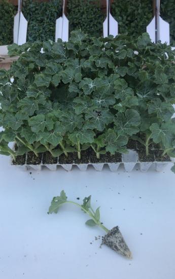 Toraman F1 Hibrit Karpuz Fidesi, Karpuz Fidesi Fiyatları. Satın Al